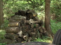 軽井沢の原木なめこも取れます