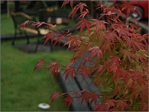 軽井沢ガーデンテラスの秋……色づく『紅葉』の景色